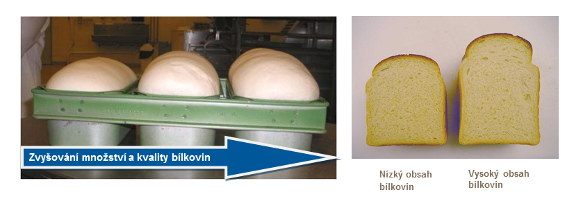 Zvyšování množství a kvality bílkovin