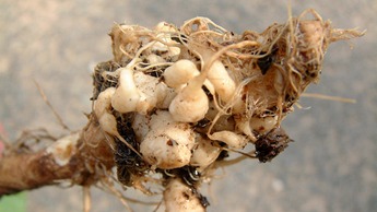 Nádorovitost kořenů brukvovitých