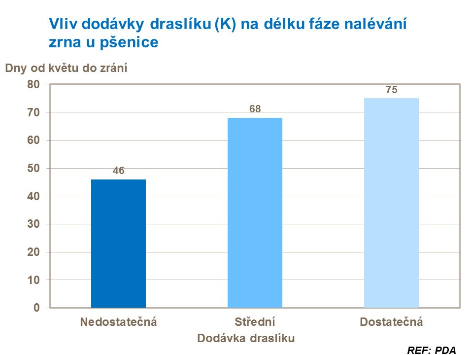 Vliv dodávky draslíku na délku fáze nalévání zrna u pšenice
