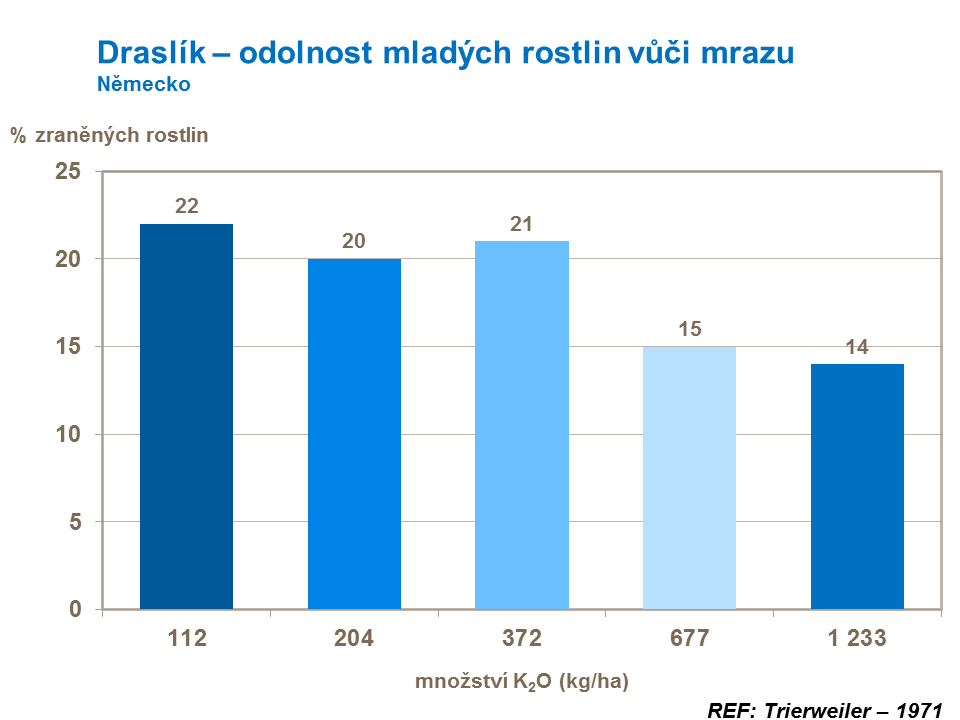 Draslík – odolnost mladých rostlin vůči mrazu