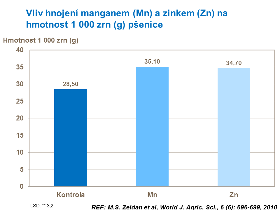 Vliv hnojení manganem a zinkem na hmotnost 1000 zrn (HTZ)  pšenice