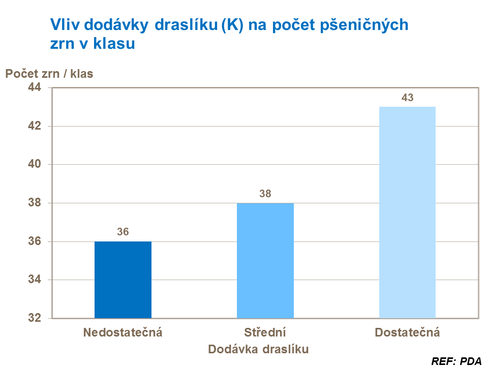 Vliv dodávky draslíku na počet pšeničných zrn v klasu